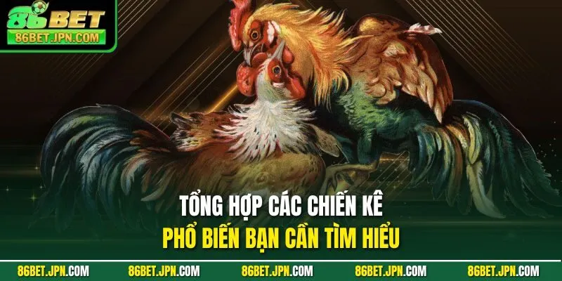 Tổng hợp các chiến kê phổ biến bạn cần tìm hiểu